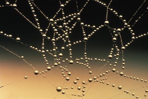 Photo from Pexels.com: https://www.pexels.com/photo/abstract-close-up-cobweb-connection-276502/