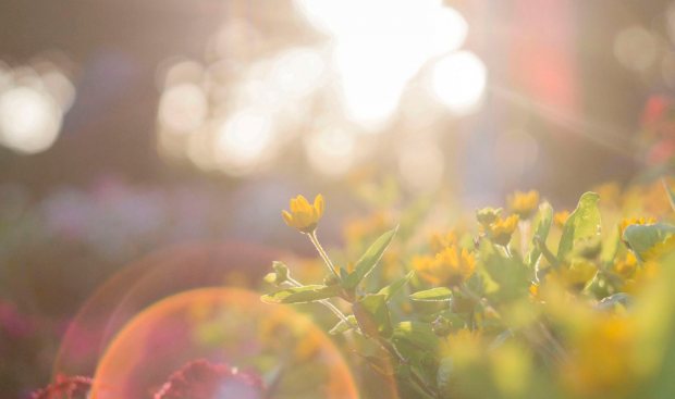 Photo by Dua Chuot on Pexels: https://www.pexels.com/photo/yellow-flowers-917076/