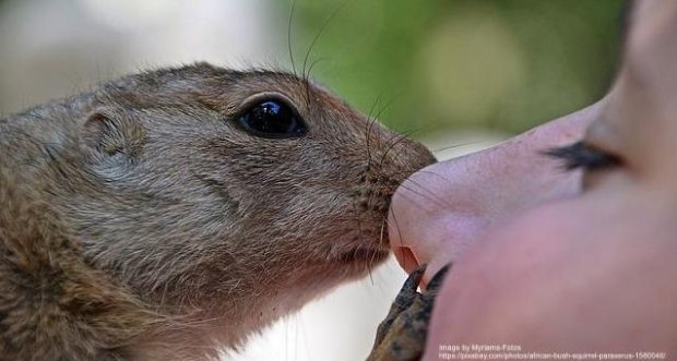Image by Myriams-Fotos, https://pixabay.com/photos/african-bush-squirrel-paraxerus-1580046/