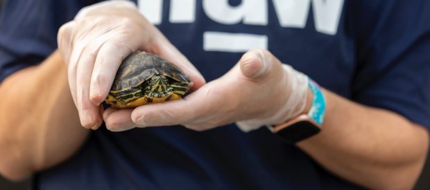 Photo by International Fund for Animal Welfare; https://www.pexels.com/photo/person-holding-a-turtle-5487073/