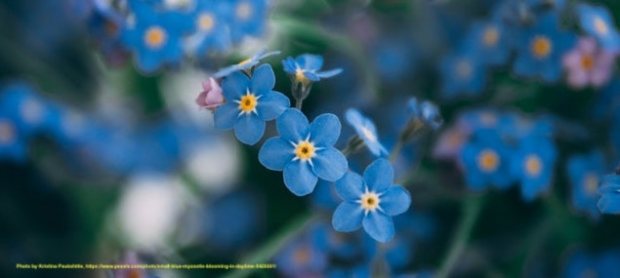 Photo by Kristina Paukshtite, https://www.pexels.com/photo/small-blue-myosotis-blooming-in-daytime-5429261/